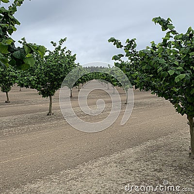 Hazelnuts growing in a hazelnut orchard in the Willamette Valley of Oregon Stock Photo