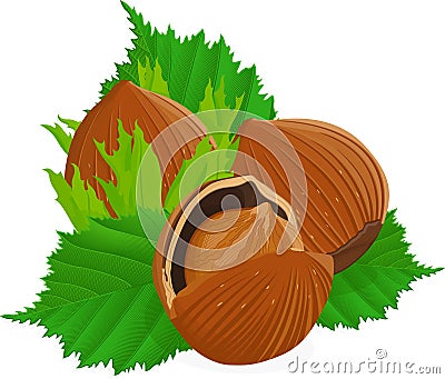 Hazelnuts with leaves Vector Illustration