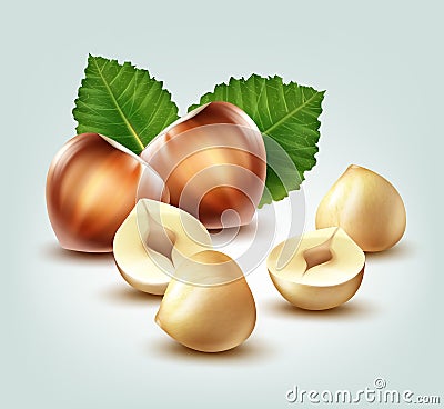 Hazelnuts with leaves Vector Illustration