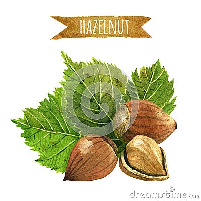 Hazelnuts with leaves, watercolor illustration Cartoon Illustration