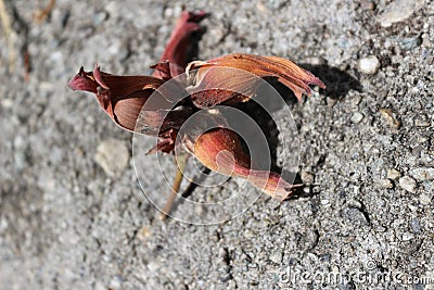 Hazelnuts in bark Stock Photo