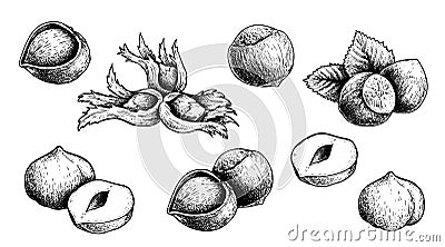 Hazelnuts set. Hand drawn sketch style forest nuts collection. Organic healthy food. Vector Illustration