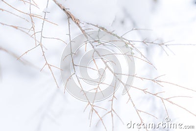 Hazy faded tree branch background photo with no leaves. Muted background photo, suitable for copy space or text Stock Photo