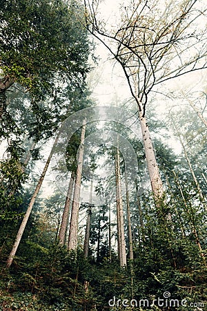 Hazy large forest Stock Photo