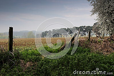 Hazy morning light at Woburn, Bedfordshire U.K. Stock Photo