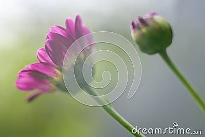 Hazy morning in the meadow, a Beautiful Chrysanthemum flower, and a bud close-up photograph view from side low angle Stock Photo