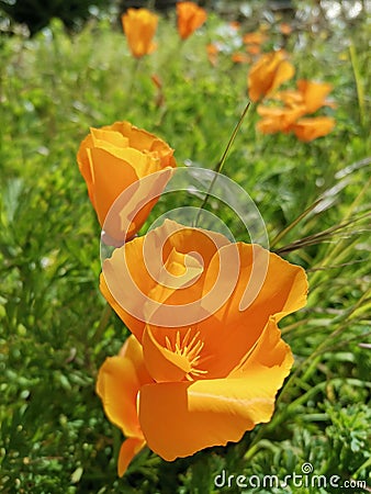 bright orange eschscholzia flowers Stock Photo