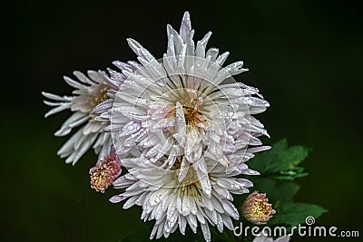 HDR closeup photograph of flower Stock Photo