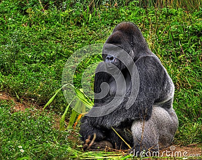 HDR Male Silver Gorilla Stock Photo