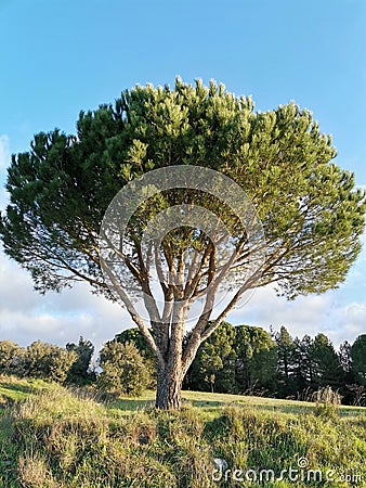 Occitania umbrella pine against a background of azure blue sky Stock Photo