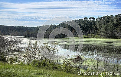 HDR Waterfowl pond on Pickney Island National Wildlife Refuge, USA Stock Photo