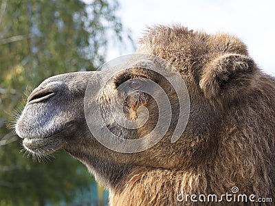 The head of an adult camel in profile Stock Photo