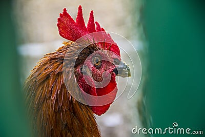 Head of adult chicken or rooster Stock Photo