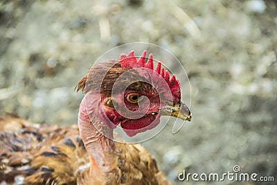 Head of adult hen or rooster. Stock Photo