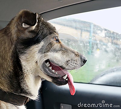 Head of alarming dog sitting in car Stock Photo