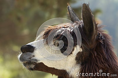 Head of alpaca (lama pacos) Stock Photo