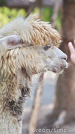 head of an alpaca in the zoo Stock Photo