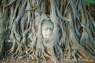 The head of the ancient Buddha sculpture is ingrown into the roots of the tree. Symbol of the city of Ayutthaya, Thailand Stock Photo