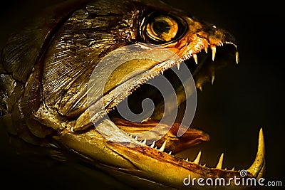 Head of an ancient fossil fish with an open jaw and large teeth, blurred background Stock Photo