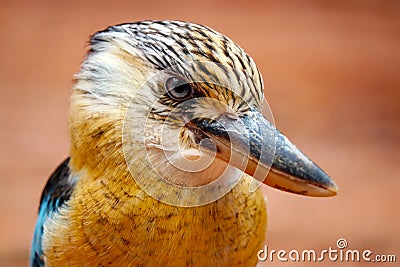 Head of an angry looking blue-winged kookaburra (dacelo leachii) in profile view Stock Photo