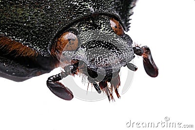 Head and antennae of large male beetle called long armed scarab Cheirotonus jansoni on white background Stock Photo