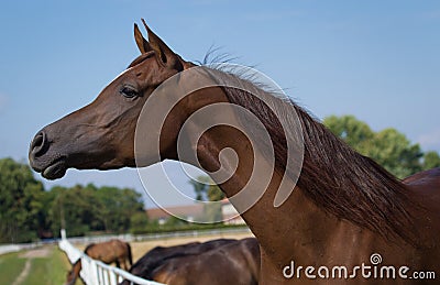 Head of arabian horse Stock Photo