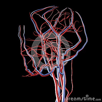 Head Arteries and Veins Stock Photo