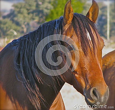 The Head of an Australian Stockhorse Stock Photo