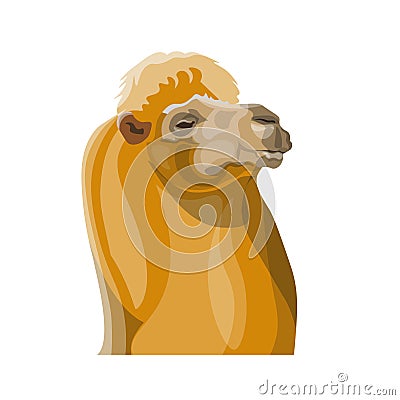 Head of a bactrian camel Vector Illustration