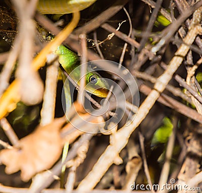 Head of South-eastern Green Snake (Philothamnus hoplogaster) Kenya East Africa Stock Photo