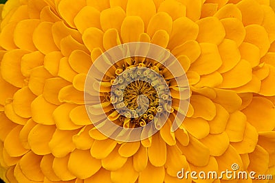 Head of a beautiful yellow dhalia - macro shot, closeup Stock Photo