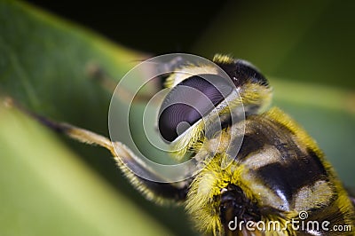 Head of bee on leaf Stock Photo