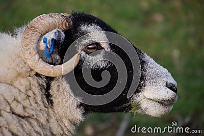 Head of black faced sheep, eating grass Stock Photo