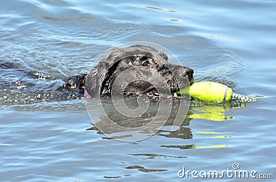 Head of black labrador swimming Stock Photo