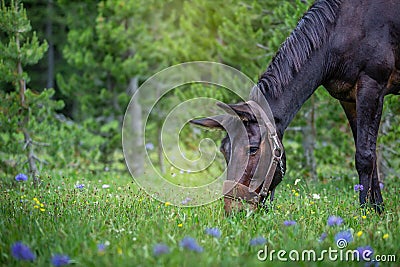 Head of a black mule grazing in a mountain meadow covered in purple and yellow wildflowers after packing equipment into the Stock Photo