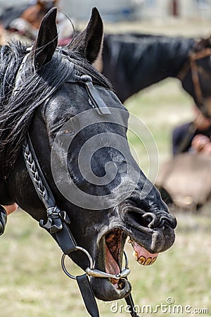 Head of a black suit horse with grinned teeth. Stock Photo