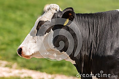 Head of a Black and White cow - Side view Stock Photo