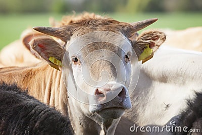 Head of blonde d`aquitaine calf that looks at camera Stock Photo