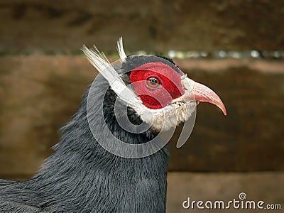 Head of a Blue Eared-Pheasant Stock Photo