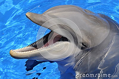 Head of bottlenose dolphin Stock Photo