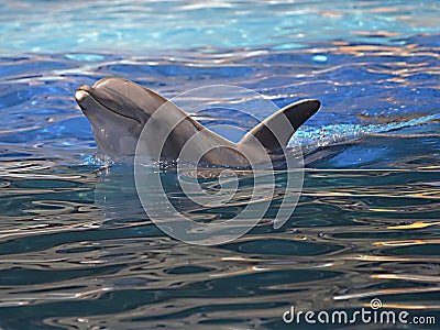 Head of bottlenose dolphin Stock Photo