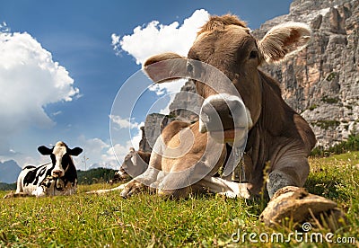 Head of brown cow (bos primigenius taurus), with cowbell Stock Photo