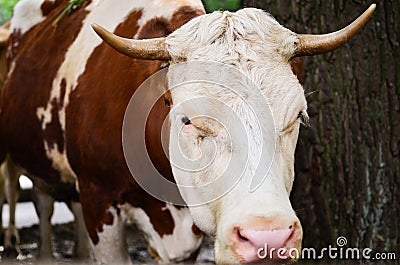 Head of a brown white bull Stock Photo