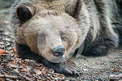 Head of brown wild dancing bear Stock Photo