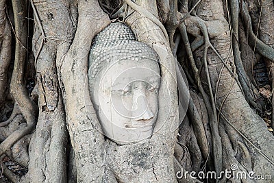 Head of Buddha statue in the tree roots at Wat Mahathat temple, Stock Photo