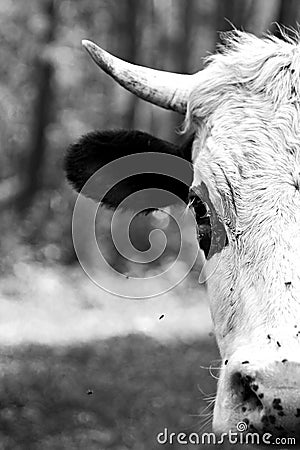 Head bull in black and white. Stock Photo