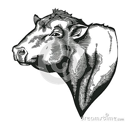 Head of bull of dangus breed drawn in vintage woodcut style. Farm animal isolated on white background. Vector Vector Illustration