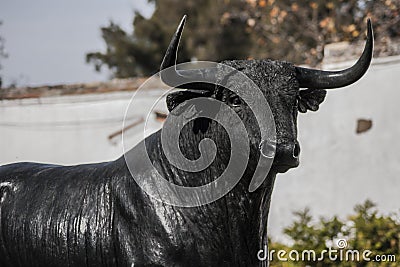 Head of bull Stock Photo