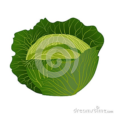 A head of cabbage with green leaves. Vector Illustration