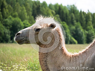 The head of a camel closeup on the blurry background of forest Stock Photo